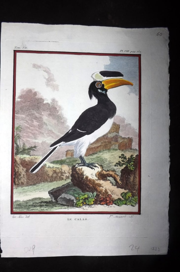 Buffon, Comte de C1780 Hand Col Bird Print. Le Calao. Hornbill: Hand Colored Copper Plate, Published 1770-85 Imprimerie Royale, Paris for "Histoire Naturelle des Oiseaux" First Edition by Georges-Louis Leclerc, Comte de Buffon. Paper Size: 10 x 7.5 inch (25 x 19cm