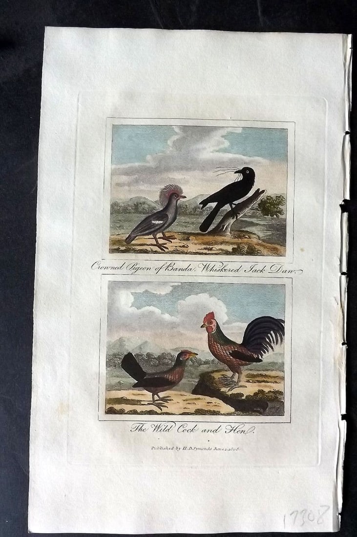 Buffon & Barr 1808 HC Bird. Crowne Pigeon, Whiskered Jackdaw, Wild Cock & Hen: Antique Copper Plate Published 1808, London for "Natural History of Birds, Fish, Insects and Reptiles"[Barr's Buffon] by the Comte de Buffon et al. Fine hand colour as issued. Paper Size: 7.5 x 4.5 in