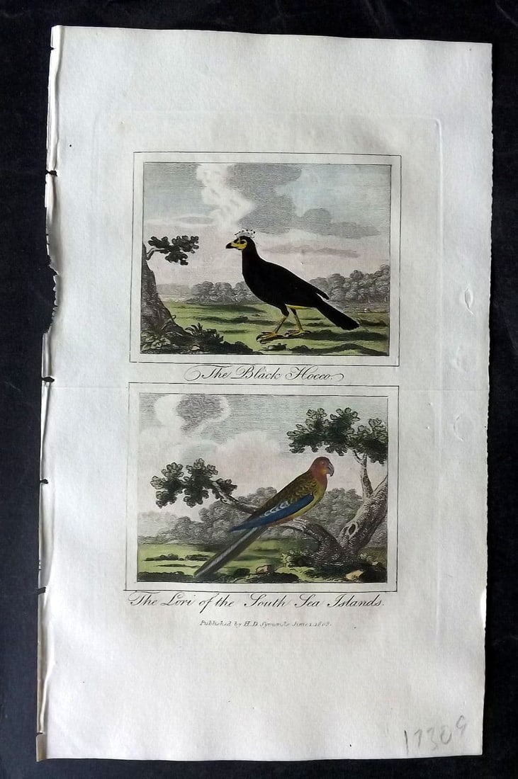 Buffon & Barr 1808 HCol Bird Print. Black Hocco, Lori of the South Sea Islands: Antique Copper Plate Published 1808, London for "Natural History of Birds, Fish, Insects and Reptiles"[Barr's Buffon] by the Comte de Buffon et al. Fine hand colour as issued. Paper Size: 7.5 x 4.5 in
