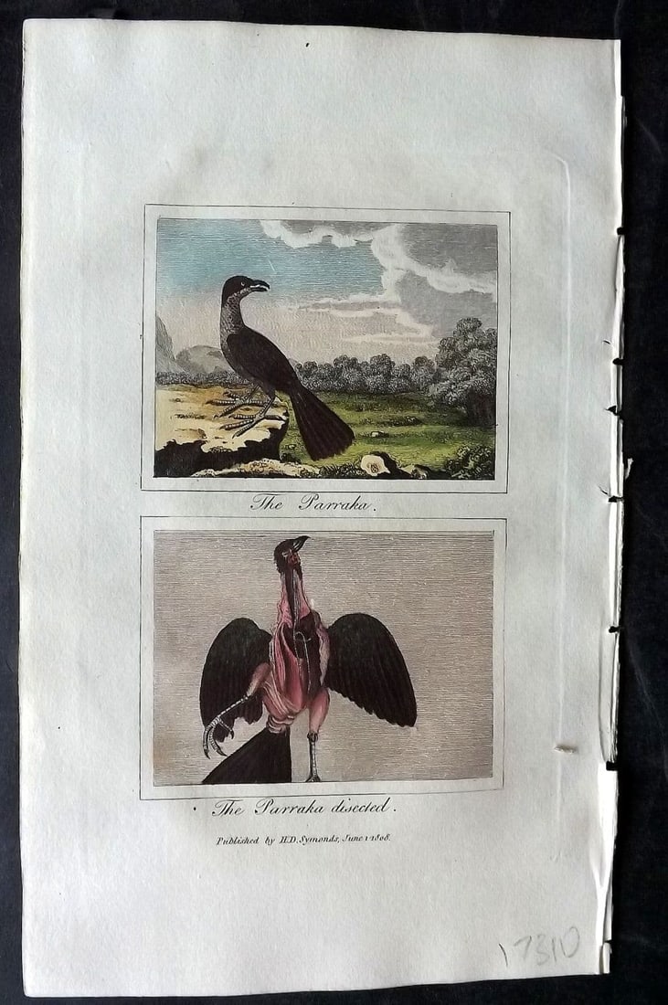 Buffon & Barr 1808 Hand Col Bird Print. Parraka & Parraka disected: Antique Copper Plate Published 1808, London for "Natural History of Birds, Fish, Insects and Reptiles"[Barr's Buffon] by the Comte de Buffon et al. Fine hand colour as issued. Paper Size: 7.5 x 4.5 in