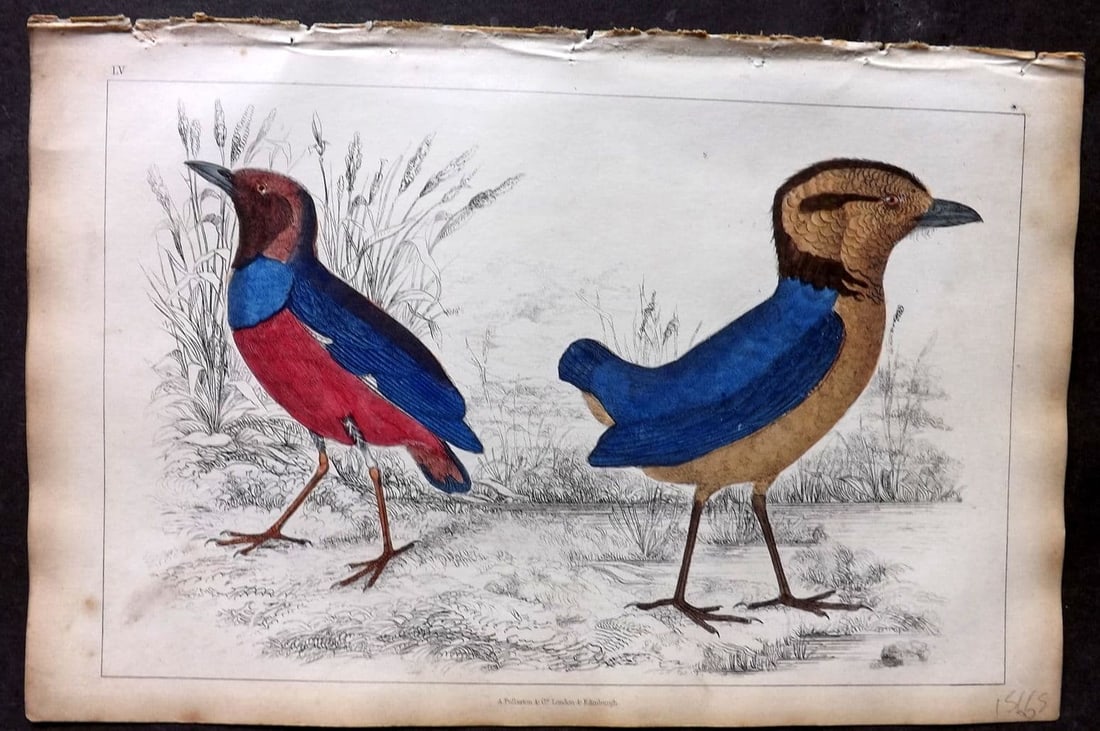 Goldsmith, Oliver 1851 Hand Col Bird Print. Macklot's & Giant Breve 55 (1 of 1)