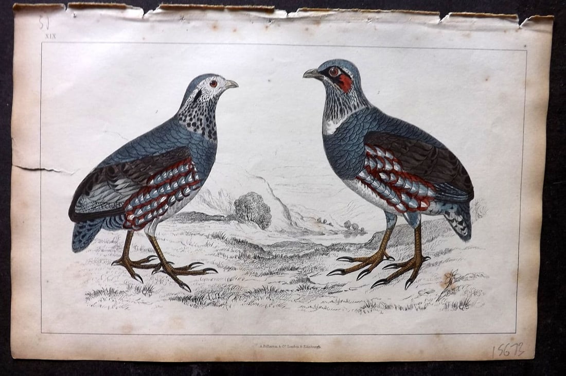 Goldsmith, Oliver 1851 Hand Col Bird Print. Large Footed Partridge 19: Antique Etching/Engraving Published 1851 by A. Fullarton & Co., London for "A History of the Earth and Animated Nature" by Oliver Goldsmith. Fine hand colour as issued. Paper Size: 10 x 6 inch (25 x 1