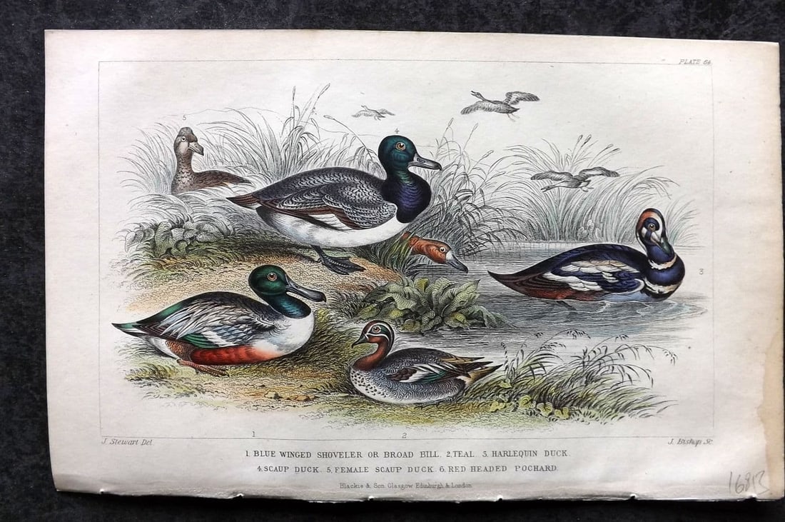 Goldsmith, Oliver 1855 HCol Bird Print. Blue Winged Shoveler, Teal, Harlequin Duck 64 (1 of 1)