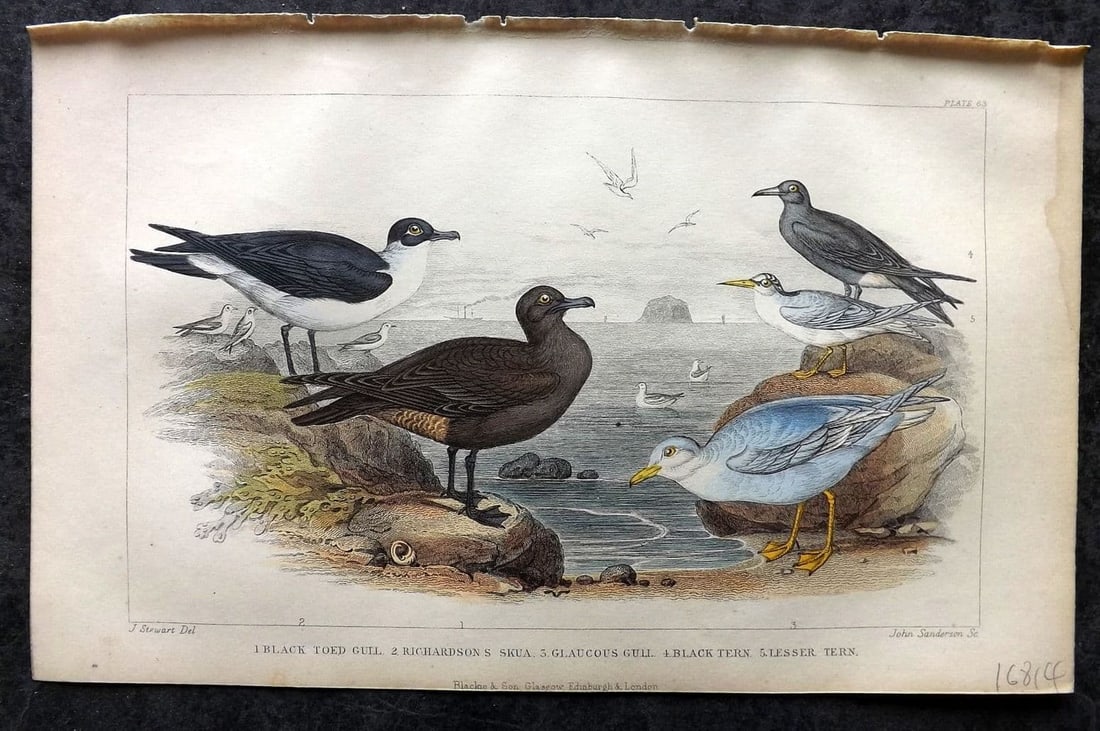 Goldsmith, Oliver 1855 HC Bird Print. Black Toed Gull, Richardson's Skua, Glaucous Gull 63: Antique Steel Engraving Published 1854-55 by Blackie & Son, London for "A History of the Earth and Animated Nature"by Oliver Goldsmith. Fine hand colour as issued. Paper Size: 9.5 x 6 inch (24 x 16cm)