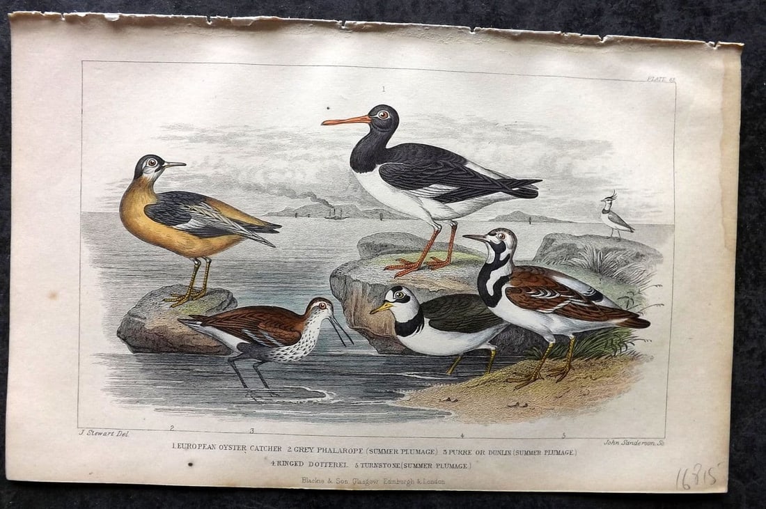 Goldsmith, Oliver 1855 HC Bird Print. European Oyster Catcher, Grey Phalarope, Dotterel 62 (1 of 1)