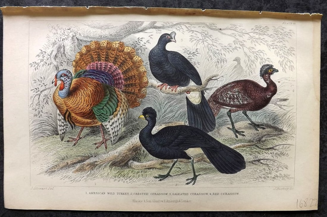 Goldsmith, Oliver 1855 Hand Col Bird Print. Common Turkey, Crested Curassow 55 (1 of 1)