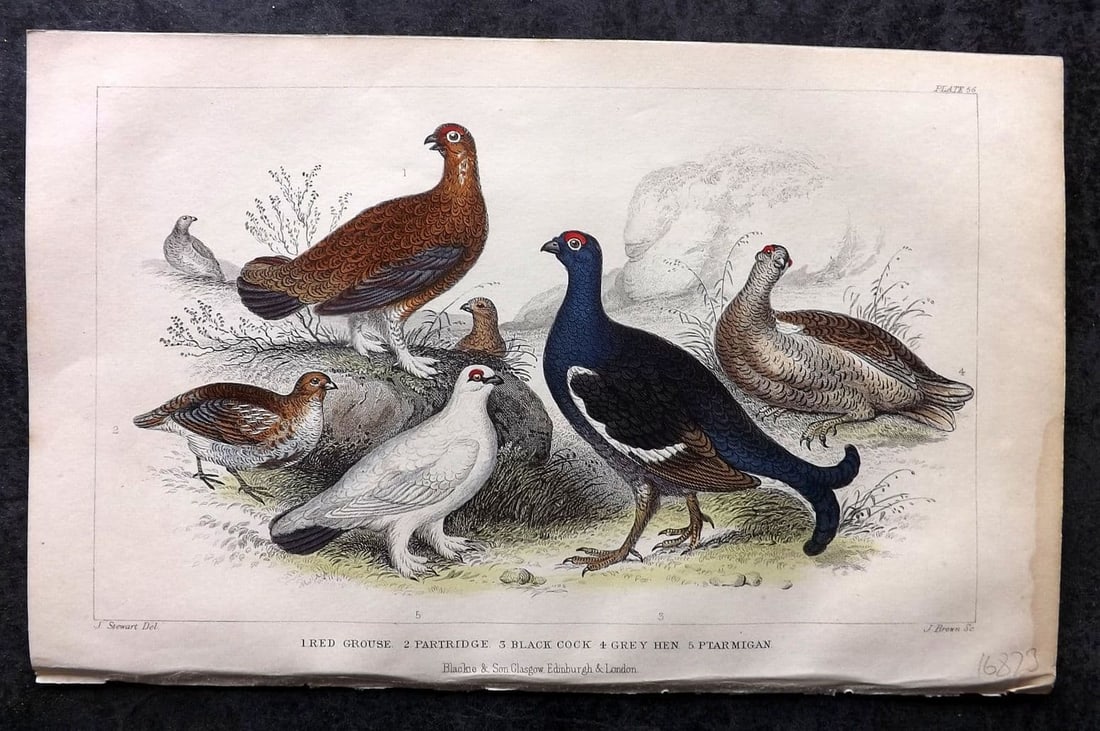 Goldsmith, Oliver 1855 HCol Bird Print. Red Grouse, Partridge, Grey Hen, Ptarmigan 56: Antique Steel Engraving Published 1854-55 by Blackie & Son, London for "A History of the Earth and Animated Nature"by Oliver Goldsmith. Fine hand colour as issued. Paper Size: 9.5 x 6 inch (24 x 16cm)