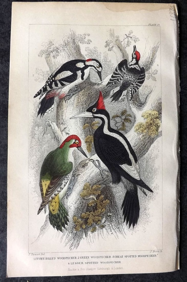 Goldsmith, Oliver 1855 HC Bird Print. Ivory Billed Woodpecker, Green Woodpecker 57 (1 of 1)