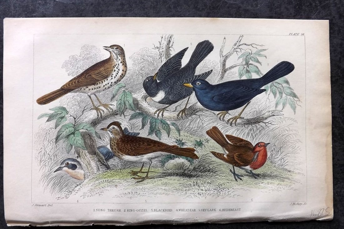 Goldsmith, Oliver 1855 HCol Bird Print. Song Thrush, Ring-Ouzel, Blackbird, Robin 58 (1 of 1)