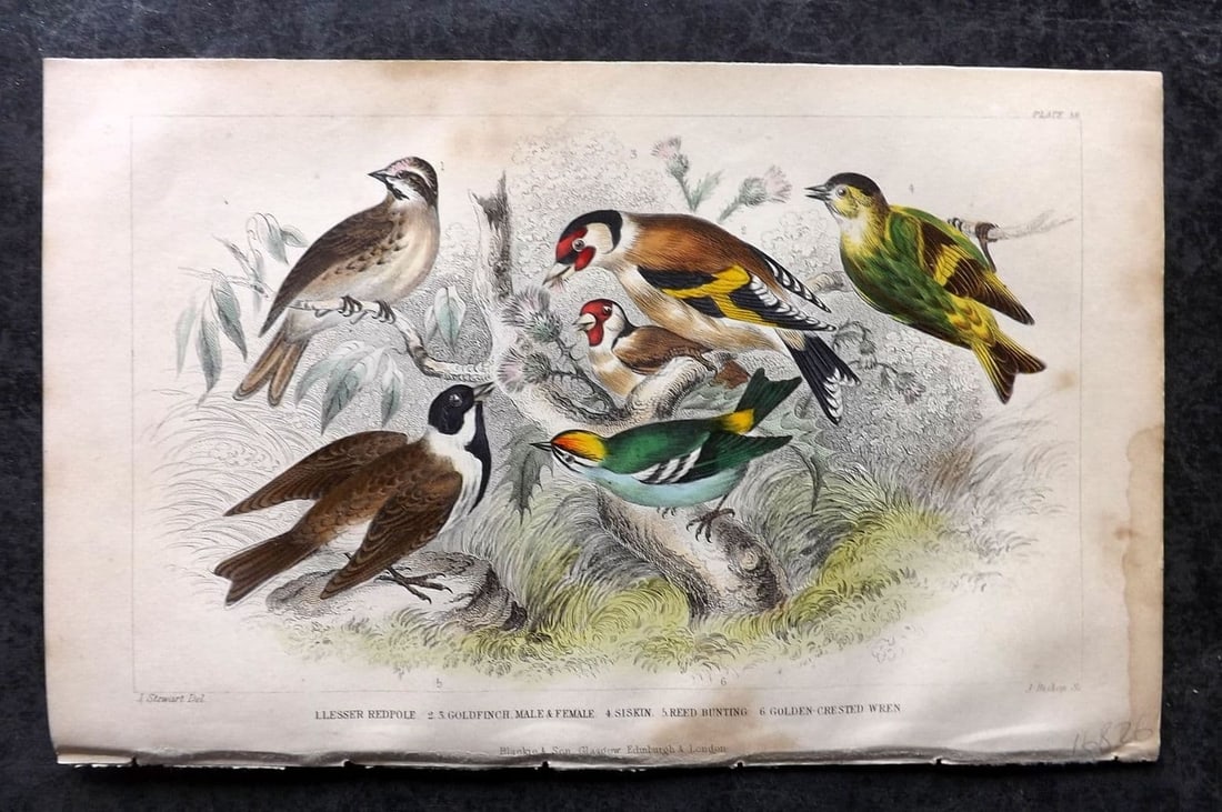 Goldsmith, Oliver 1855 Hand Col Bird Print. Redpole, Goldfinch, Siskin, Reed Bunting 59: Antique Steel Engraving Published 1854-55 by Blackie & Son, London for "A History of the Earth and Animated Nature"by Oliver Goldsmith. Fine hand colour as issued. Paper Size: 9.5 x 6 inch (24 x 16cm)