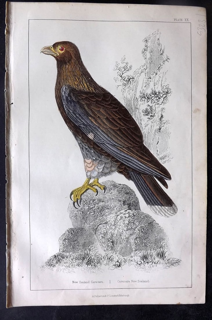 Goldsmith, Oliver C1850 Hand Col Bird Print. New Zealand Caracara 20: Antique Etching/Engraving Published C1850 by A. Fullarton & Co., London for "A History of the Earth and Animated Nature"by Oliver Goldsmith. Fine hand colour as issued. Paper Size: 10 x 6 inch (25 x 1