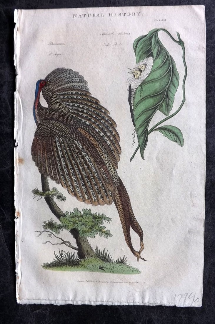 Good, John 1813 Hand Col Bird Print. Argus Pheasant & Tailor Bird in Next 167: Antique Copper Plate Published 1806-13, London for "Pantologia: A New Cyclopaedia, Comprehending a Complete Series of Essays" by John Mason Good et al. Fine hand colour as issued. Paper Size: 9.5 x 6 