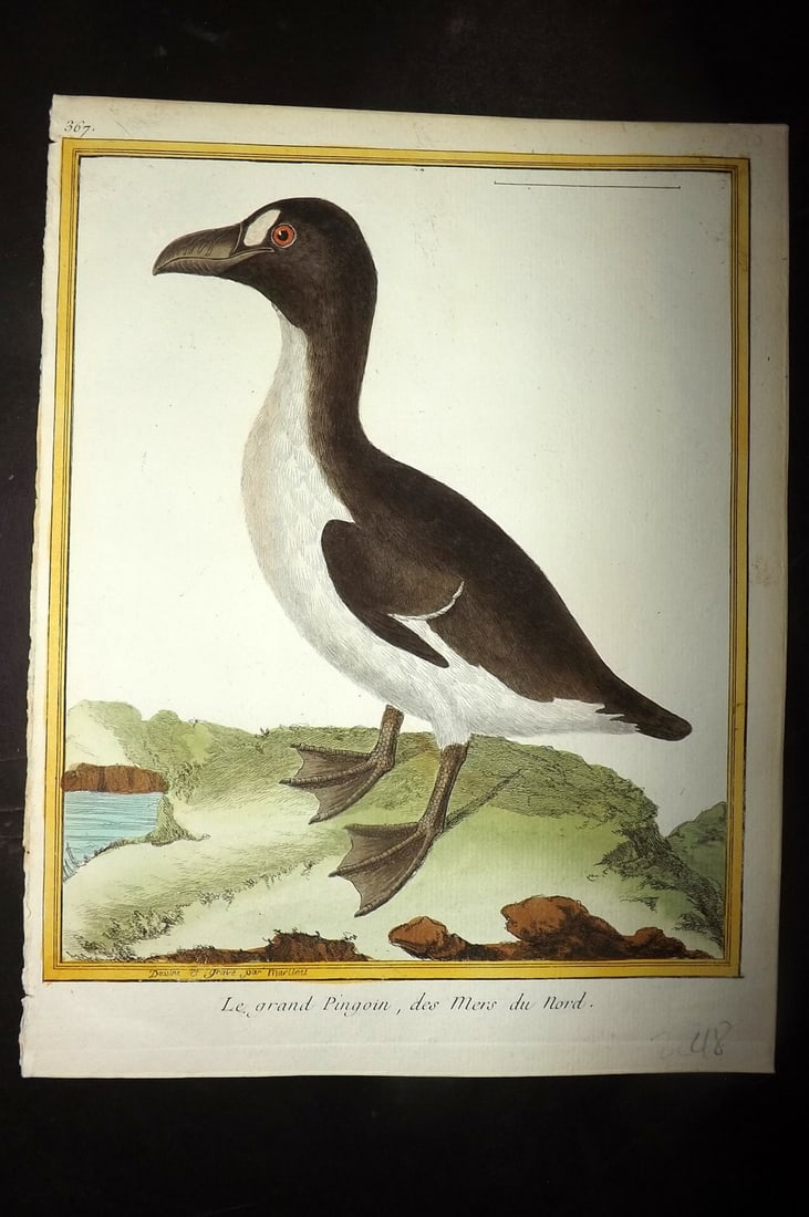 Martinet, Francois C1780 Hand Col Bird Print. Extinct Great Auk, Le Grand Pingoin 367 (1 of 1)