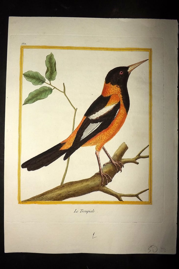 Martinet, Francois C1780 Hand Col Bird Print. Le Troupiale 532: Hand Colored Copper Plate, Published 1770-85 Imprimerie Royale, Paris for "Histoire Naturelle des Oiseaux" First & Deluxe Edition by Georges-Louis Leclerc, Comte de Buffon. Drawn & Engraved by Francoi