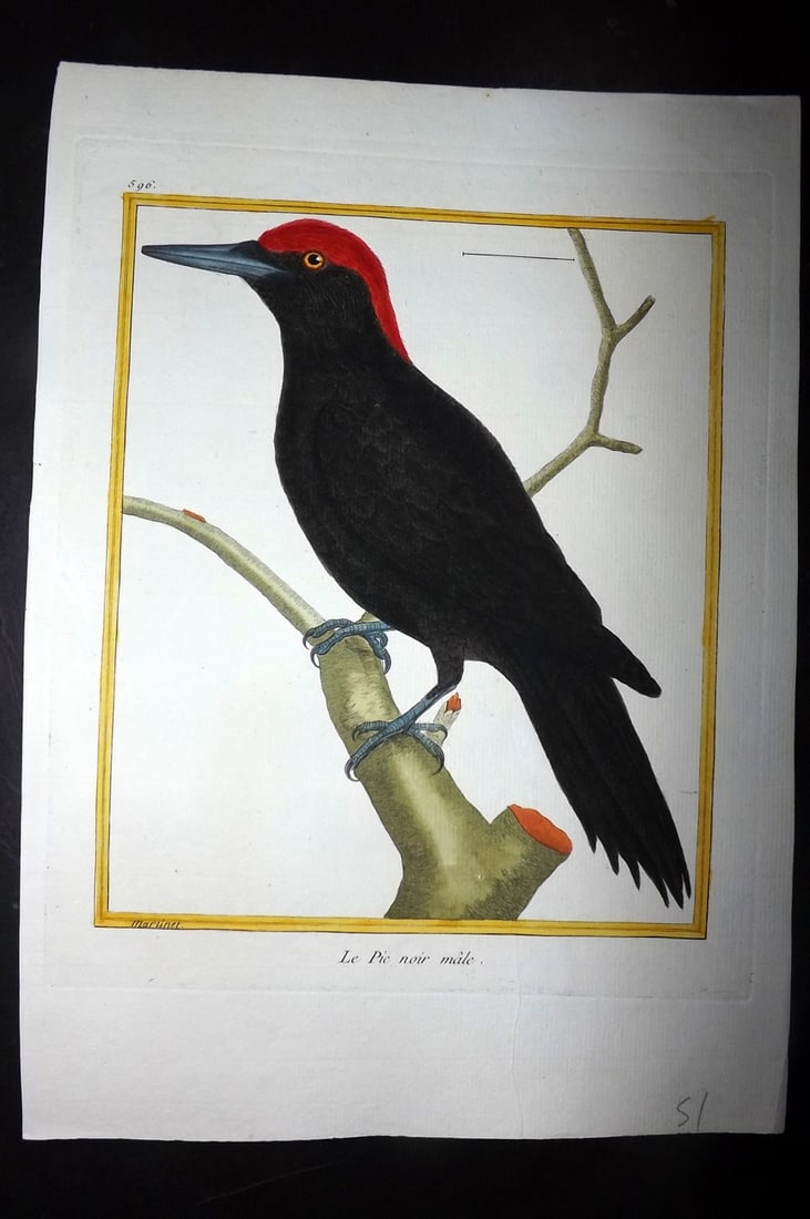 Martinet, Francois C1780 Hand Col Bird Print. Black Woodpecker, Le Pic noir male 596: Hand Colored Copper Plate, Published 1770-85 Imprimerie Royale, Paris for "Histoire Naturelle des Oiseaux" First & Deluxe Edition by Georges-Louis Leclerc, Comte de Buffon. Drawn & Engraved by Francoi