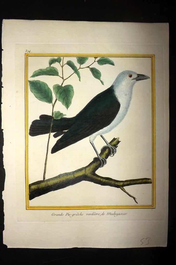 Martinet, Francois C1780 Hand Col Bird Print. Grande Pie-Grieche verdatre 374: Hand Colored Copper Plate, Published 1770-85 Imprimerie Royale, Paris for "Histoire Naturelle des Oiseaux" First & Deluxe Edition by Georges-Louis Leclerc, Comte de Buffon. Drawn & Engraved by Francoi