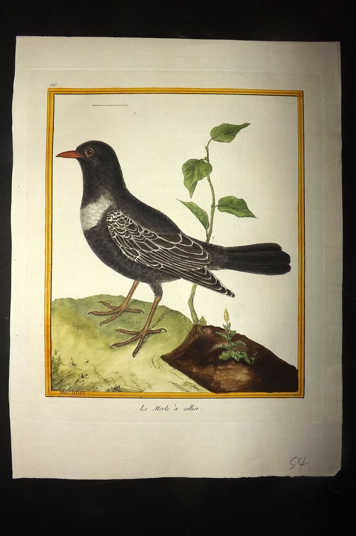 Martinet, Francois C1780 Hand Col Bird Print. La Merle a Collier 516 (1 of 1)
