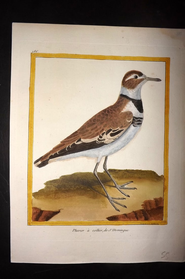 Martinet, Francois C1780 Hand Col Bird Print. Pluvier a collier de St. Domingue 286: Hand Colored Copper Plate, Published 1770-85 Imprimerie Royale, Paris for "Histoire Naturelle des Oiseaux" First & Deluxe Edition by Georges-Louis Leclerc, Comte de Buffon. Drawn & Engraved by Francoi