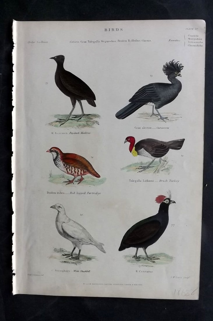 Richardson, John 1862 Reg Legged Partridge, White Sheatbill, Curassow, Brush Turkey 20 (1 of 1)