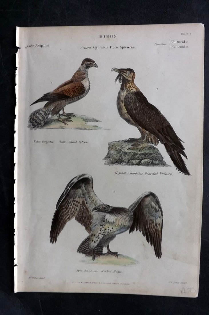 Richardson, John 1862 HC Bird Cream-Bellied Falcon, Bearded Vulture, Martial Eagle 02 (1 of 1)