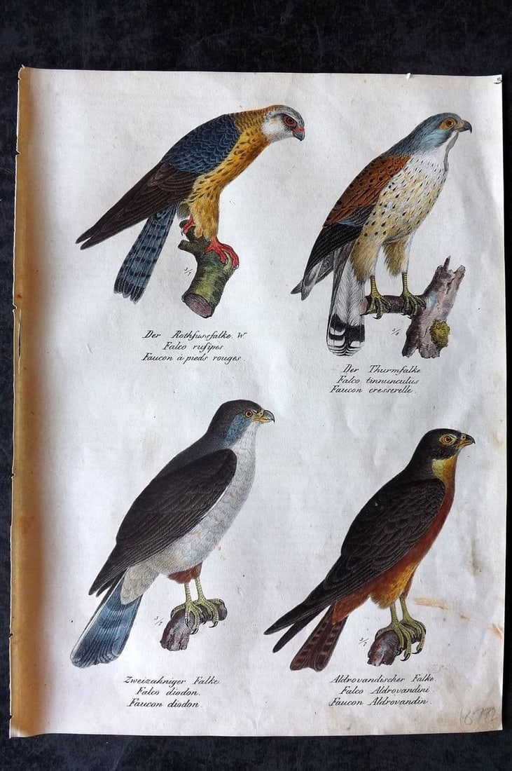 Schinz & Brodtmann 1830 Folio HCol Bird Print. Falcons 05: Folio Lithograph Published 1830, Zurich for "Naturgeschichte und Abbildungen der Vogel..." by Heinrich Rudolph Schinz. Lithographed by Karl Joseph Brodtmann. Paper Size: 12 x 8.25 inch (31 x 21cm) Ver