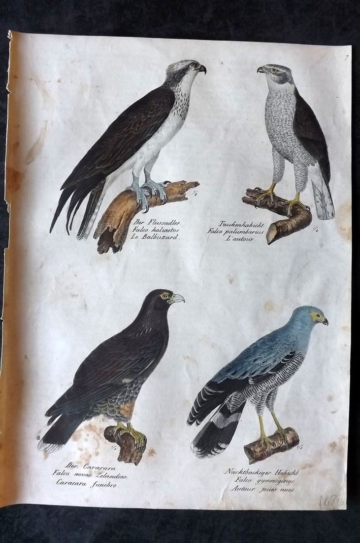 Schinz & Brodtmann 1830 Folio HC Bird. New Zealand Falcon, Buzzard, Merlin 07: Folio Lithograph Published 1830, Zurich for "Naturgeschichte und Abbildungen der Vogel..." by Heinrich Rudolph Schinz. Lithographed by Karl Joseph Brodtmann. Paper Size: 12 x 8.25 inch (31 x 21cm) Ver