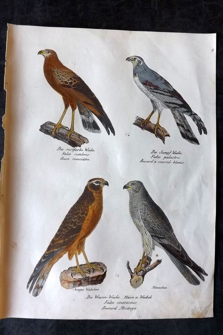 Schinz & Brodtmann 1830 Folio HCol Bird Print. Bald Eagle, Red-footed Falcon 09 (1 of 1)