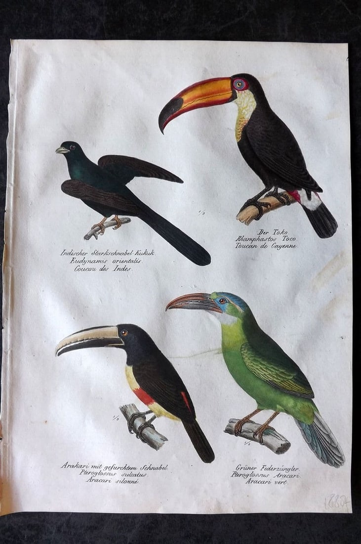 Schinz & Brodtmann 1830 Folio HCol Bird Print. Toucans, Aracari 60 (1 of 1)