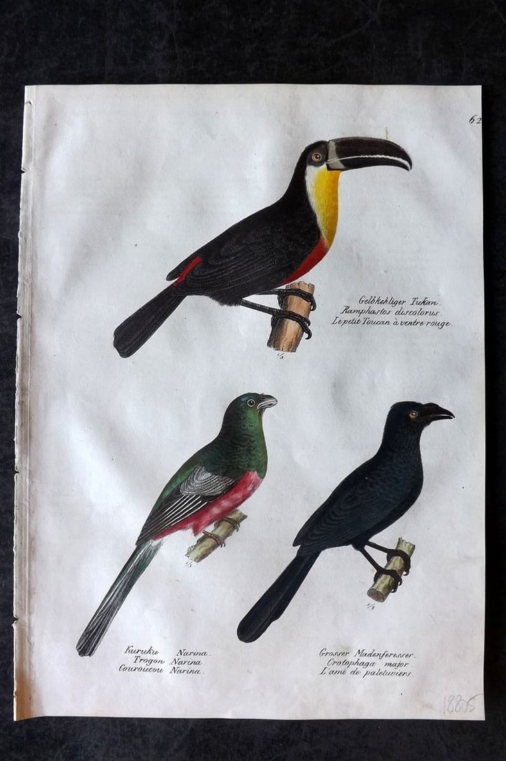 Schinz & Brodtmann 1830 Folio HCol Bird Print. Toucan, Trogon, Ani 62 (1 of 1)