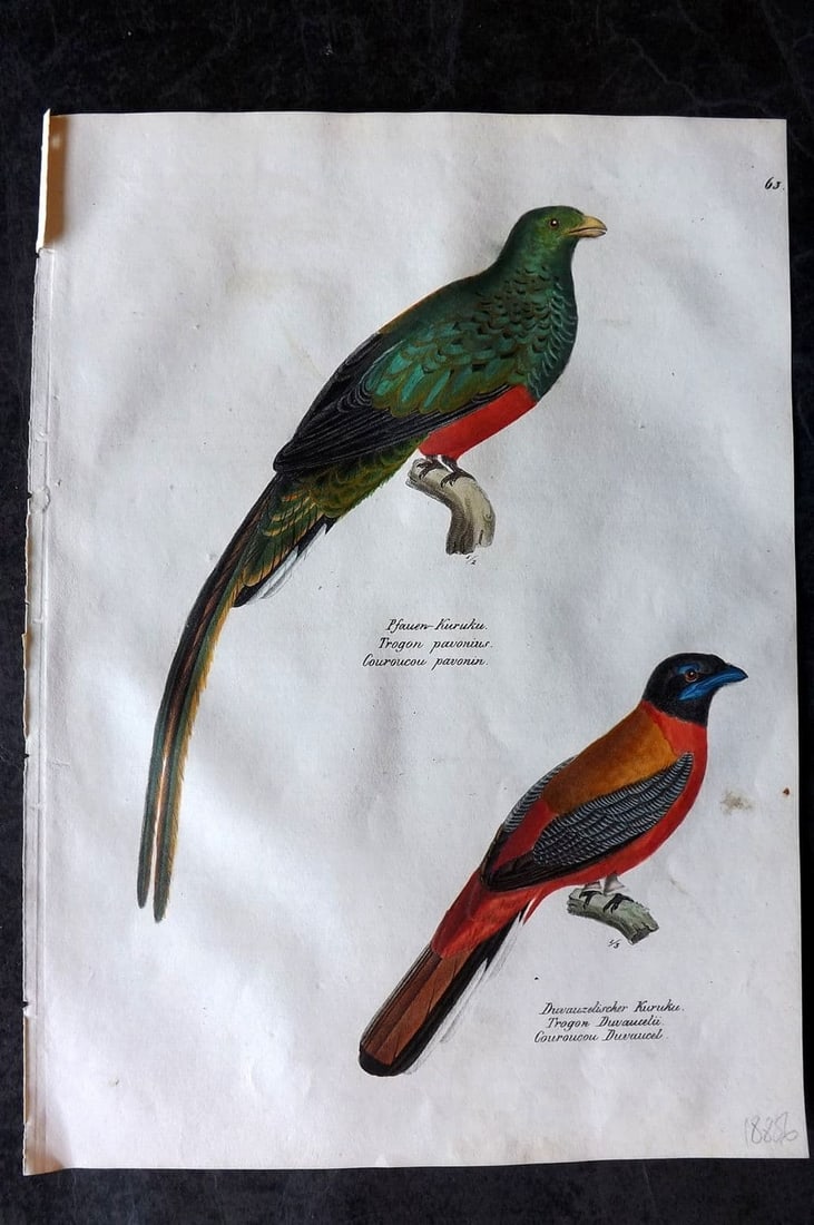 Schinz & Brodtmann 1830 Folio HCol Bird Print. Trogons 63: Folio Lithograph Published 1830, Zurich for "Naturgeschichte und Abbildungen der Vogel..." by Heinrich Rudolph Schinz. Lithographed by Karl Joseph Brodtmann. Paper Size: 12 x 8.25 inch (31 x 21cm) Ver