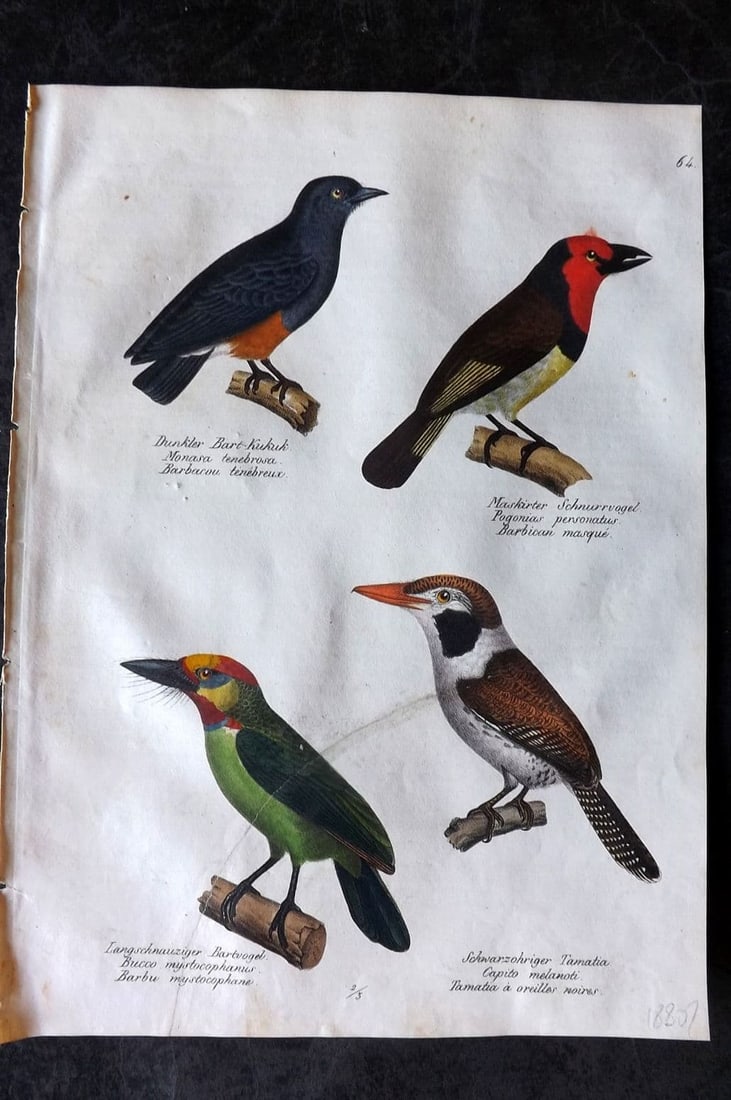 Schinz & Brodtmann 1830 Folio HCol Bird Print. Puffbirds 64: Folio Lithograph Published 1830, Zurich for "Naturgeschichte und Abbildungen der Vogel..." by Heinrich Rudolph Schinz. Lithographed by Karl Joseph Brodtmann. Paper Size: 12 x 8.25 inch (31 x 21cm) Lar
