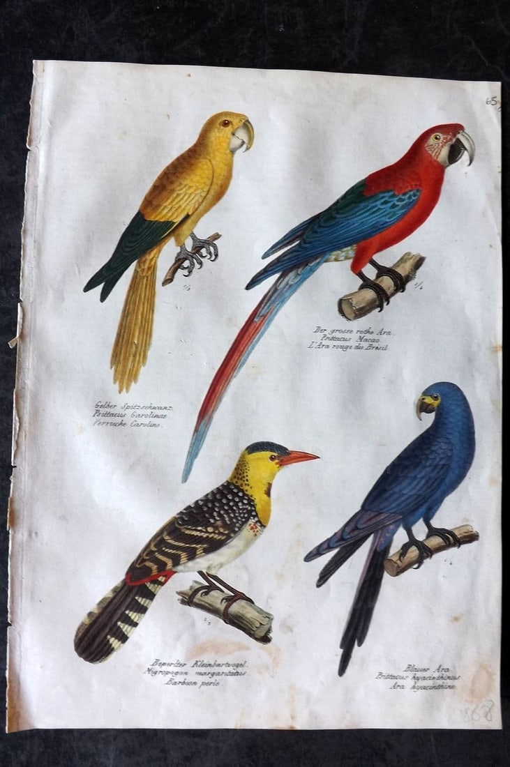 Schinz & Brodtmann 1830 HCol Extinct Carolina Parrot? Macaw, Hyacinth Parrot 65 (1 of 1)