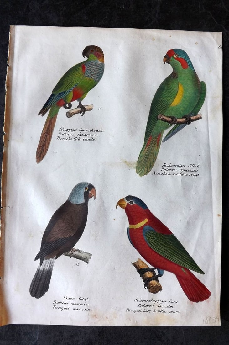 Schinz & Brodtmann 1830 Folio HCol Bird Print. Parrots, Lory 66 (1 of 1)