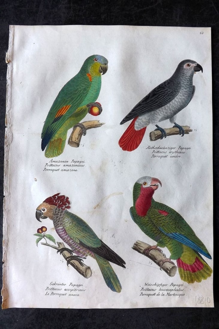 Schinz & Brodtmann 1830 Folio HCol Bird Print. Amazon, Grey Parrots 67 (1 of 1)