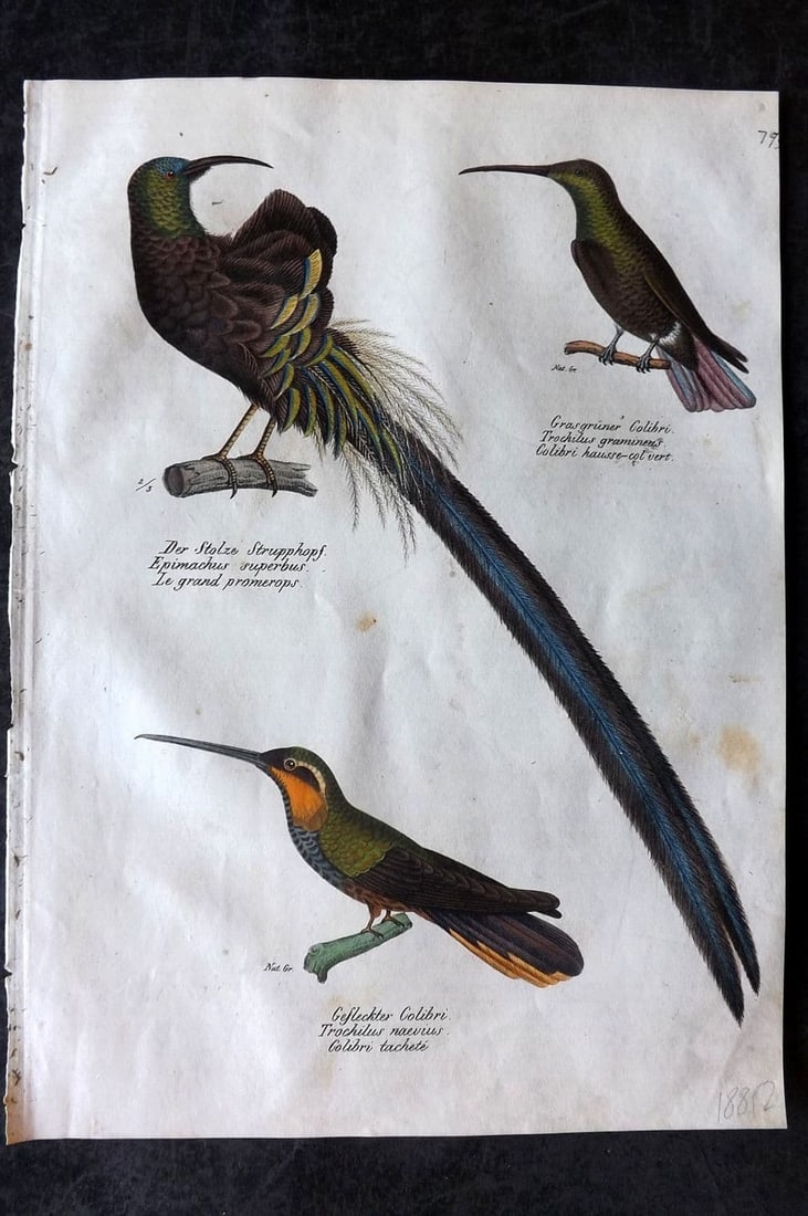 Schinz & Brodtmann 1830 Folio HCol Bird Print. Hummingbirds 79: Folio Lithograph Published 1830, Zurich for "Naturgeschichte und Abbildungen der Vogel..." by Heinrich Rudolph Schinz. Lithographed by Karl Joseph Brodtmann. Paper Size: 12 x 8.25 inch (31 x 21cm) Ver
