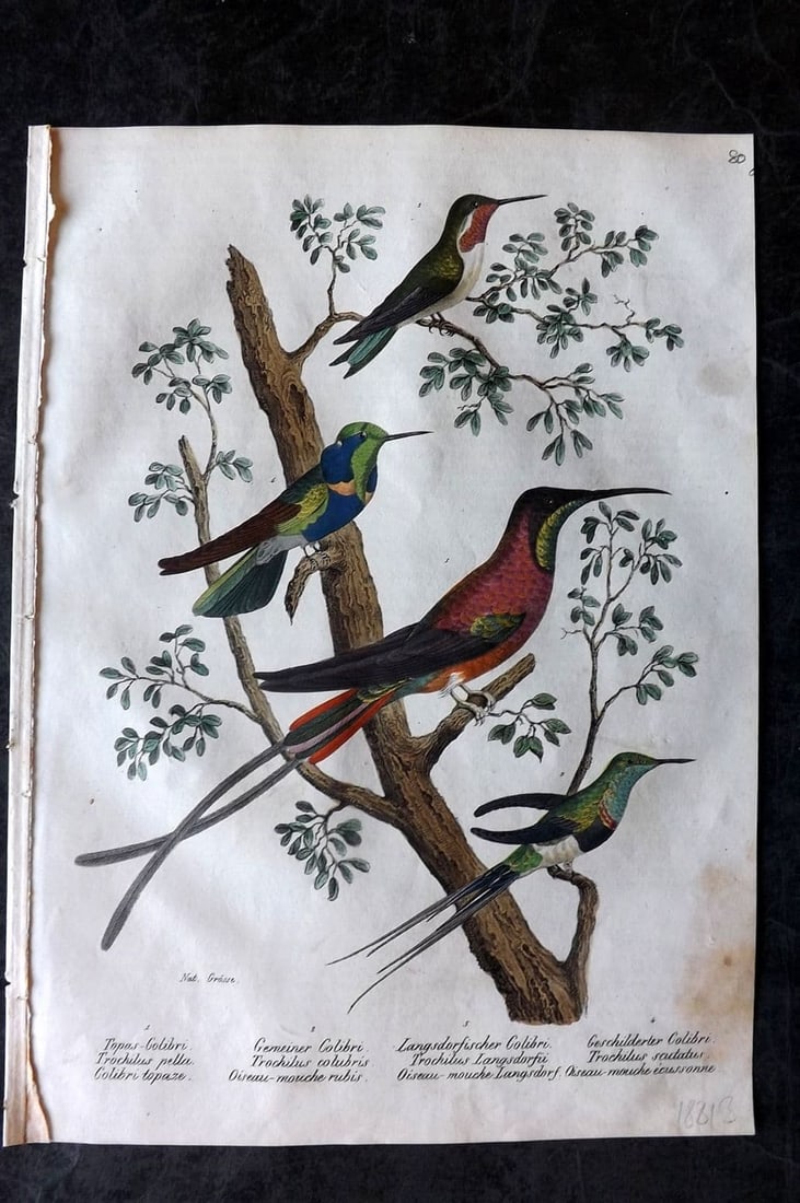 Schinz & Brodtmann 1830 Folio HCol Bird Print. Hummingbirds 80: Folio Lithograph Published 1830, Zurich for "Naturgeschichte und Abbildungen der Vogel..." by Heinrich Rudolph Schinz. Lithographed by Karl Joseph Brodtmann. Paper Size: 12 x 8.25 inch (31 x 21cm) Ver