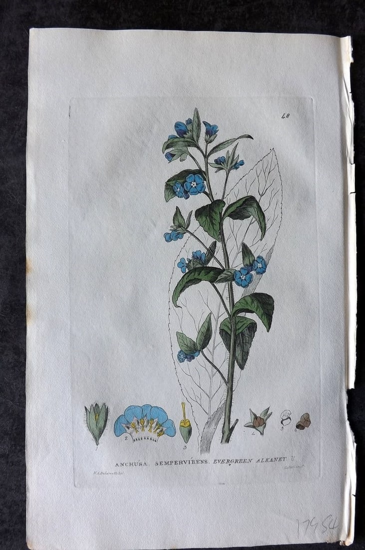 Baxter, William 1834 Hand Col Botanical Print. Evergreen Alkanet 48: Antique Etching Published 1834-43, Oxford for "British Phaenogamous Botany; or, Figures and Descriptions of British Flowering Plants" by William Baxter. Fine hand colour as issued. Paper Size: 9 x 5.5
