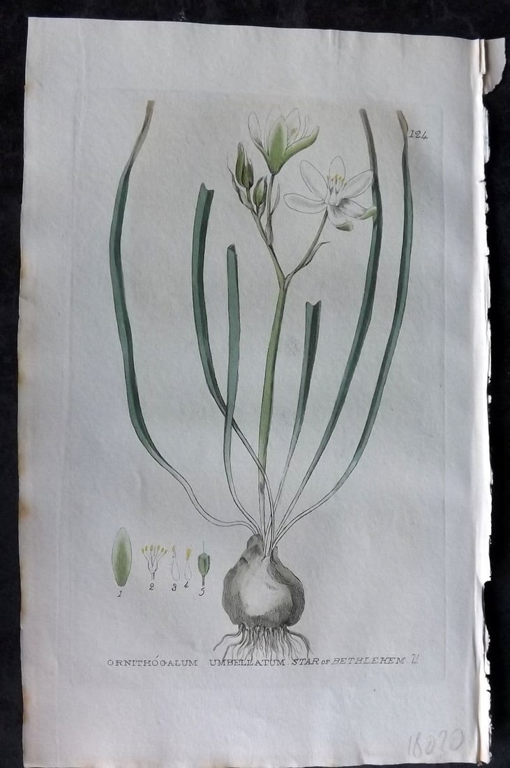 Baxter, William 1835 Hand Col Botanical Print. Star of Bethlehem 124: Antique Etching Published 1834-43, Oxford for "British Phaenogamous Botany; or, Figures and Descriptions of British Flowering Plants"by William Baxter. Fine hand colour as issued. Paper Size: 9 x 5.5 