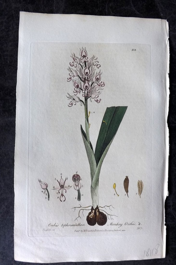 Baxter, William 1836 Hand Col Botanical Print. Monkey Orchis 213 Orchid: Antique Etching Published 1834-43, Oxford for "British Phaenogamous Botany; or, Figures and Descriptions of British Flowering Plants"by William Baxter. Fine hand colour as issued. Paper Size: 9 x 5.5 