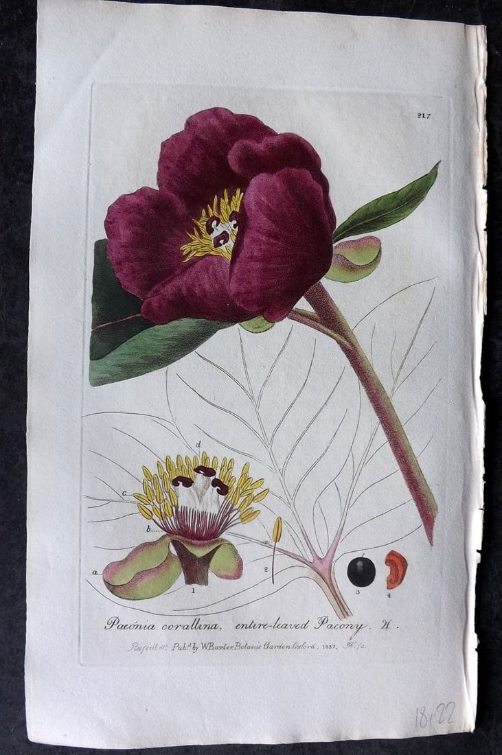 Baxter, William 1836 Hand Col Botanical Print. Entire Leaved Peony 217 (1 of 1)