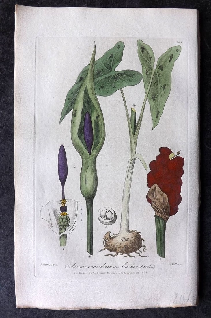 Baxter, William 1839 Hand Col Botanical Print. Cuckoo Pint 261: Antique Etching Published 1834-43, Oxford for "British Phaenogamous Botany; or, Figures and Descriptions of British Flowering Plants"by William Baxter. Fine hand colour as issued. Paper Size: 9 x 5.5 