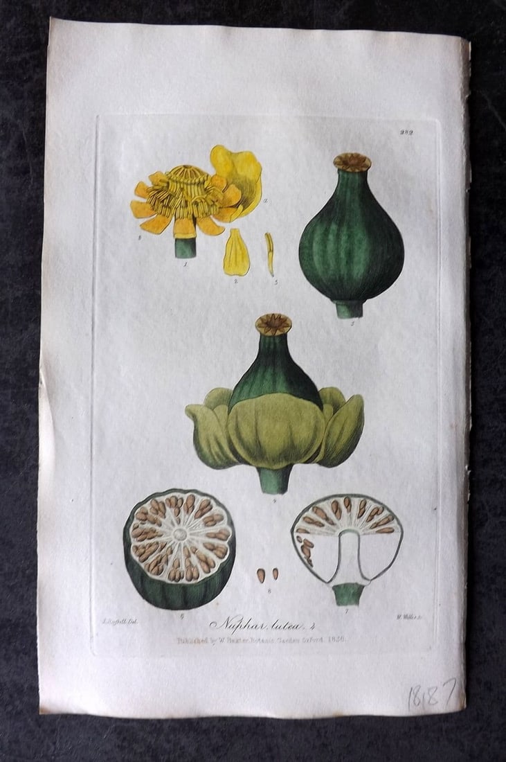 Baxter, William 1839 Hand Col Botanical Print. Nuphar Lutea. Yellow Water Lily 282 (1 of 1)