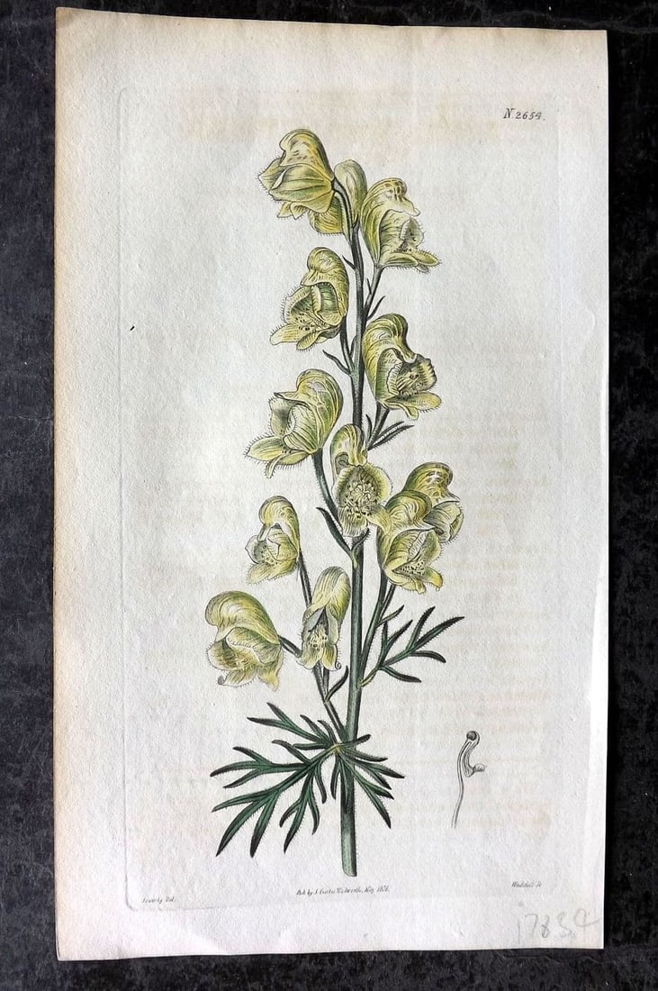 Curtis 1814 Hand Col Botanical Print. Wholsome Wolfe's Bane 2654: Antique Engraving/Etching Published 1787-1904, London for "The Botanical Magazine; or Flower-Garden Displayed" and later "Curtis's Botanical Magazine..." by William Curtis, continued by John Simms and