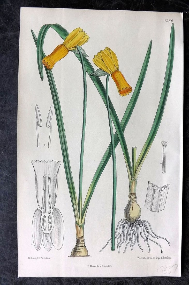 Curtis 1887 Hand Col Botanical Print. Narcissus Cyclamineous, Native of Portugal 6950: Antique Lithograph Published 1787-1904, London for "The Botanical Magazine; or Flower-Garden Displayed" and later "Curtis's Botanical Magazine..." by William Curtis, continued by John Simms and others
