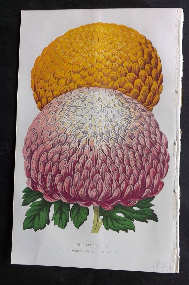 Hibberd, Shirley 1876 Botanical Print. Chrysanthemum - General Slade, Venus: Antique Colour Printed Woodblock Published 1858-80, London for "The Floral World" by Shirley Hibberd. Paper Size: 8 x 5.5 inch (21 x 14cm) Good Condition