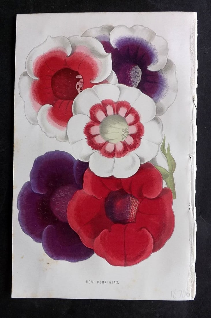 Hibberd, Shirley 1876 Botanical Print. New Gloxinias: Antique Colour Printed Woodblock Published 1858-80, London for "The Floral World" by Shirley Hibberd. Paper Size: 8 x 5.5 inch (21 x 14cm) Good Condition