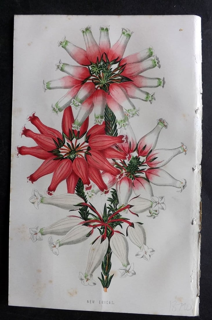 Hibberd, Shirley 1876 Botanical Print. New Ericas: Antique Colour Printed Woodblock Published 1858-80, London for "The Floral World" by Shirley Hibberd. Paper Size: 8 x 5.5 inch (21 x 14cm) Very minor background toning. Good Condition