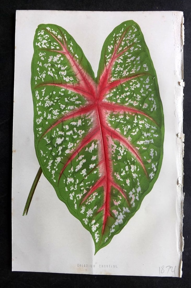 Hibberd, Shirley 1876 Botanical Print. Caladium Chantini: Antique Colour Printed Woodblock Published 1858-80, London for "The Floral World" by Shirley Hibberd. Paper Size: 8 x 5.5 inch (21 x 14cm) Good Condition