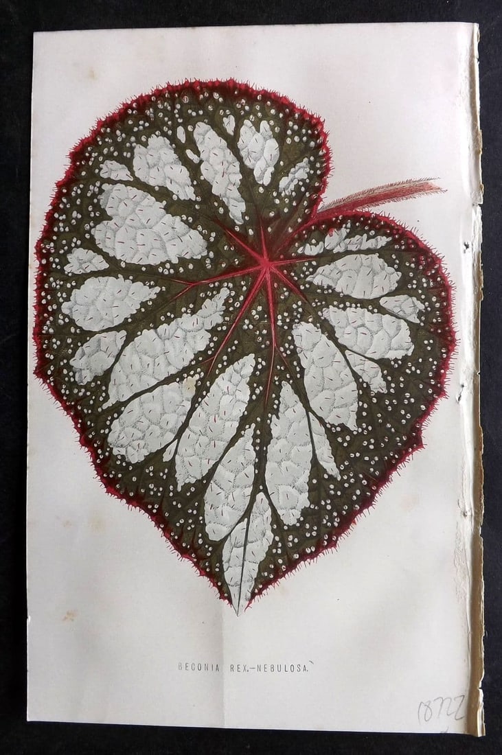 Hibberd, Shirley 1876 Botanical Print. Begonia Rex-Nebulosa: Antique Colour Printed Woodblock Published 1858-80, London for "The Floral World" by Shirley Hibberd. Paper Size: 8 x 5.5 inch (21 x 14cm) Good Condition