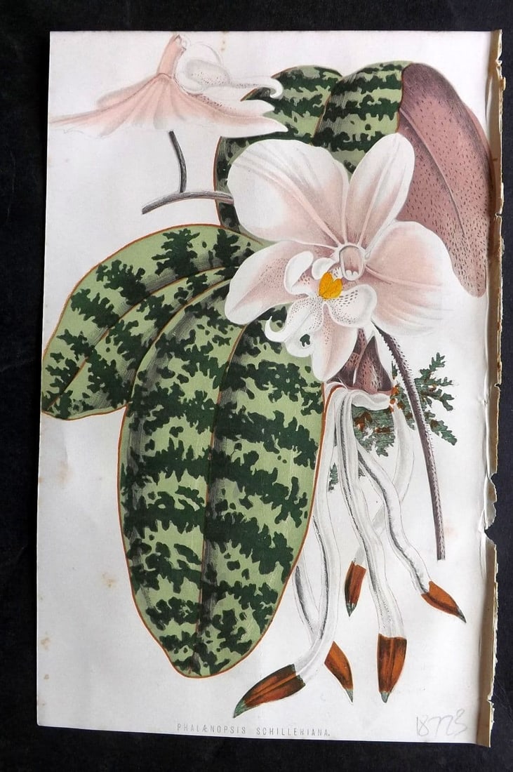 Hibberd, Shirley 1876 Botanical Print. Phalaenopsis Schilleriana. Orchid: Antique Colour Printed Woodblock Published 1858-80, London for "The Floral World" by Shirley Hibberd. Paper Size: 8 x 5.5 inch (21 x 14cm) Good Condition